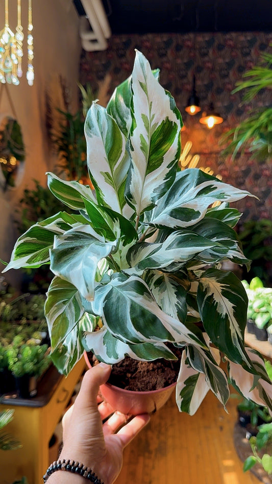 6” Calathea Stella