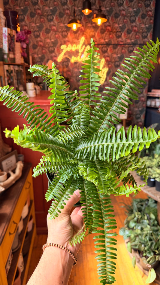 6” Western Kimberly Fern