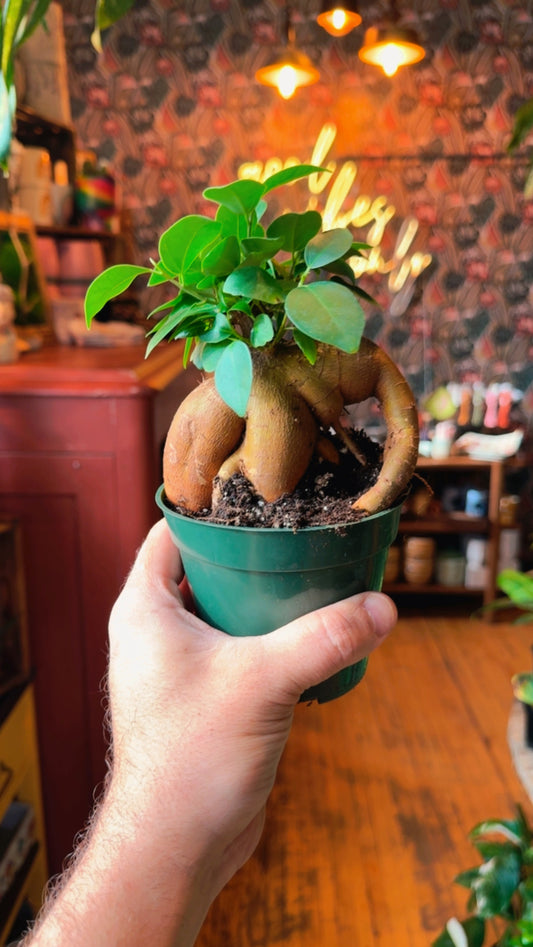 4” Ginseng Bonsai Mini
