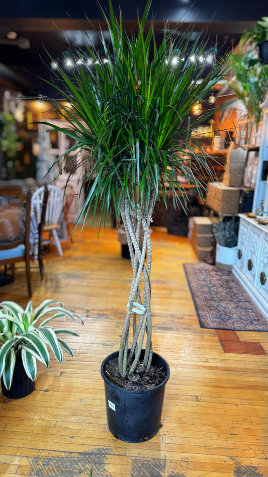 14” Dracaena Marginata Open Weave