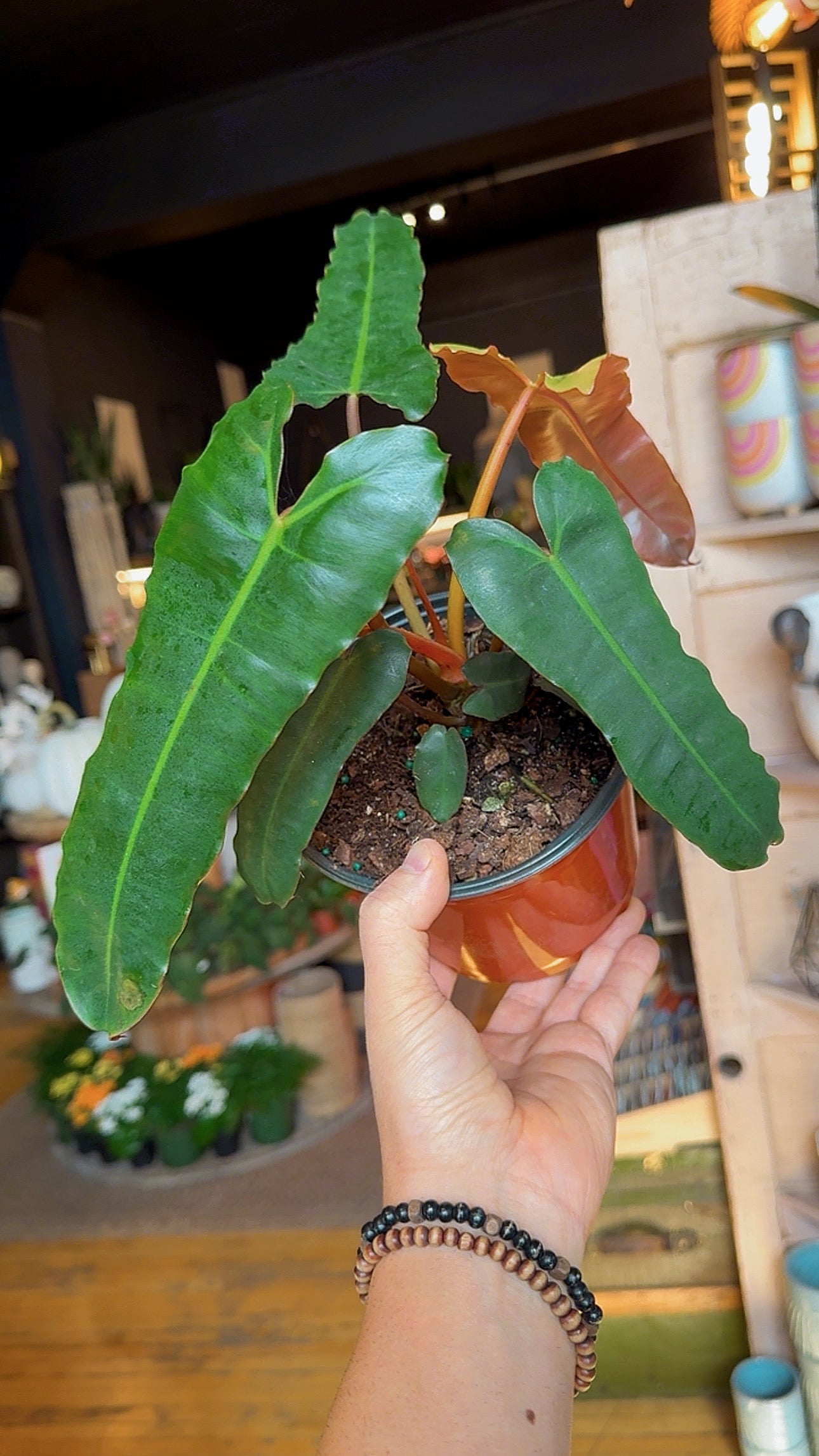 6” Billietiae Philodendron ‘Dark Form’