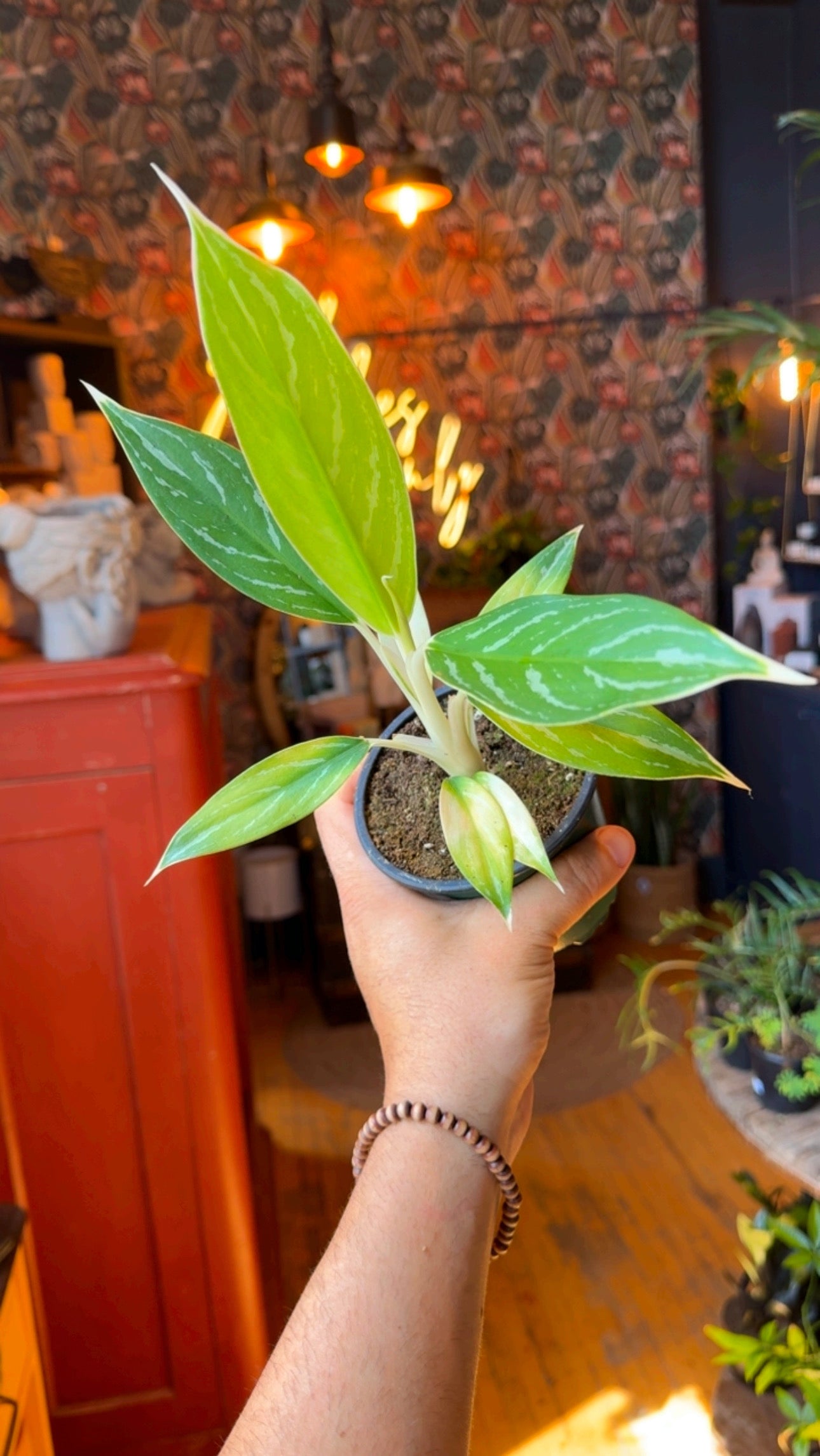 4” White Lightning Aglaonema