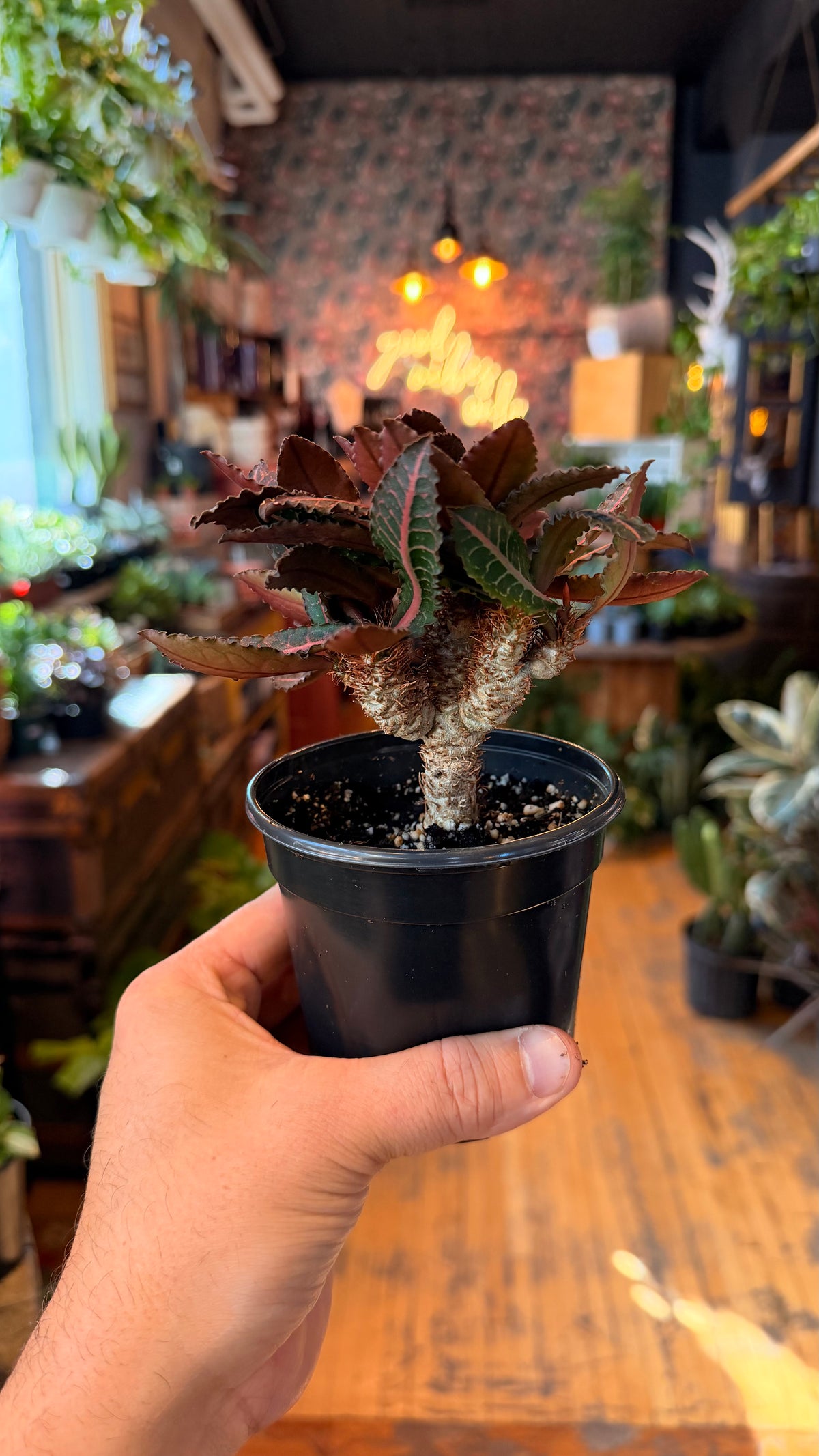 4” Euphorbia Francoisii