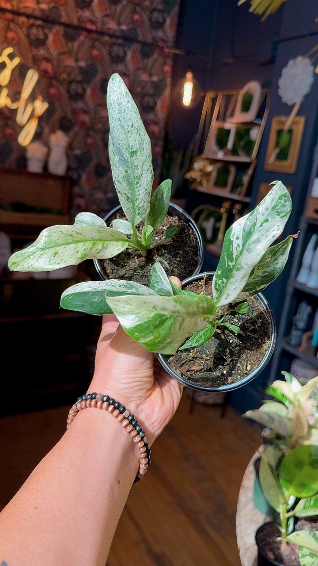 4” Epipremnum Giganteum Variegated