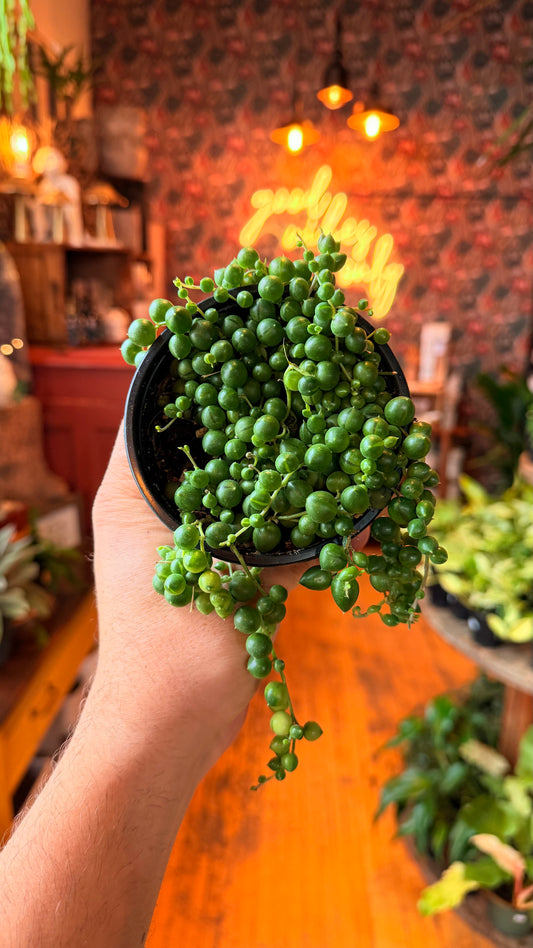 4” String of Pearls
