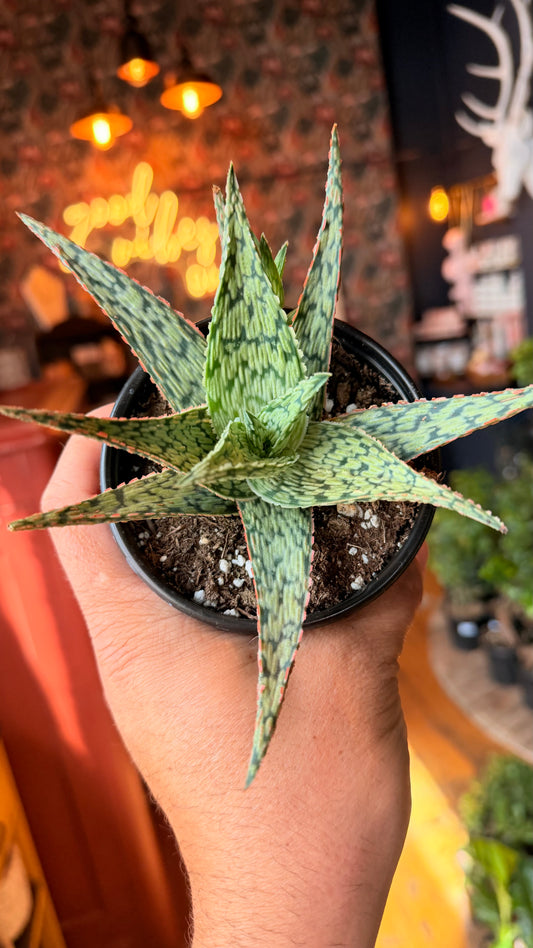 4” Aloe ‘Pink Blush’