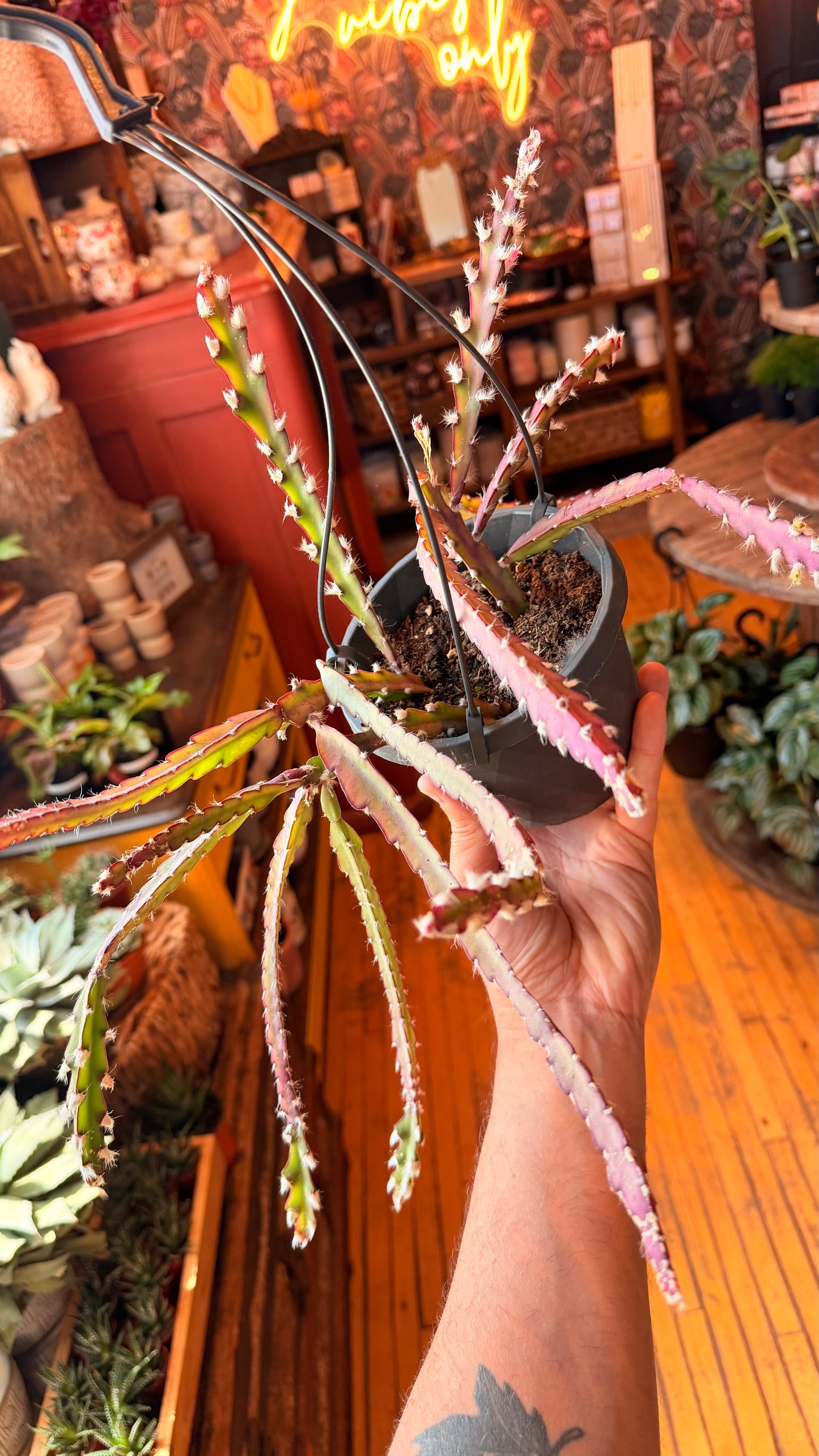 6” Rhipsalis Pseurorhipsalis HB