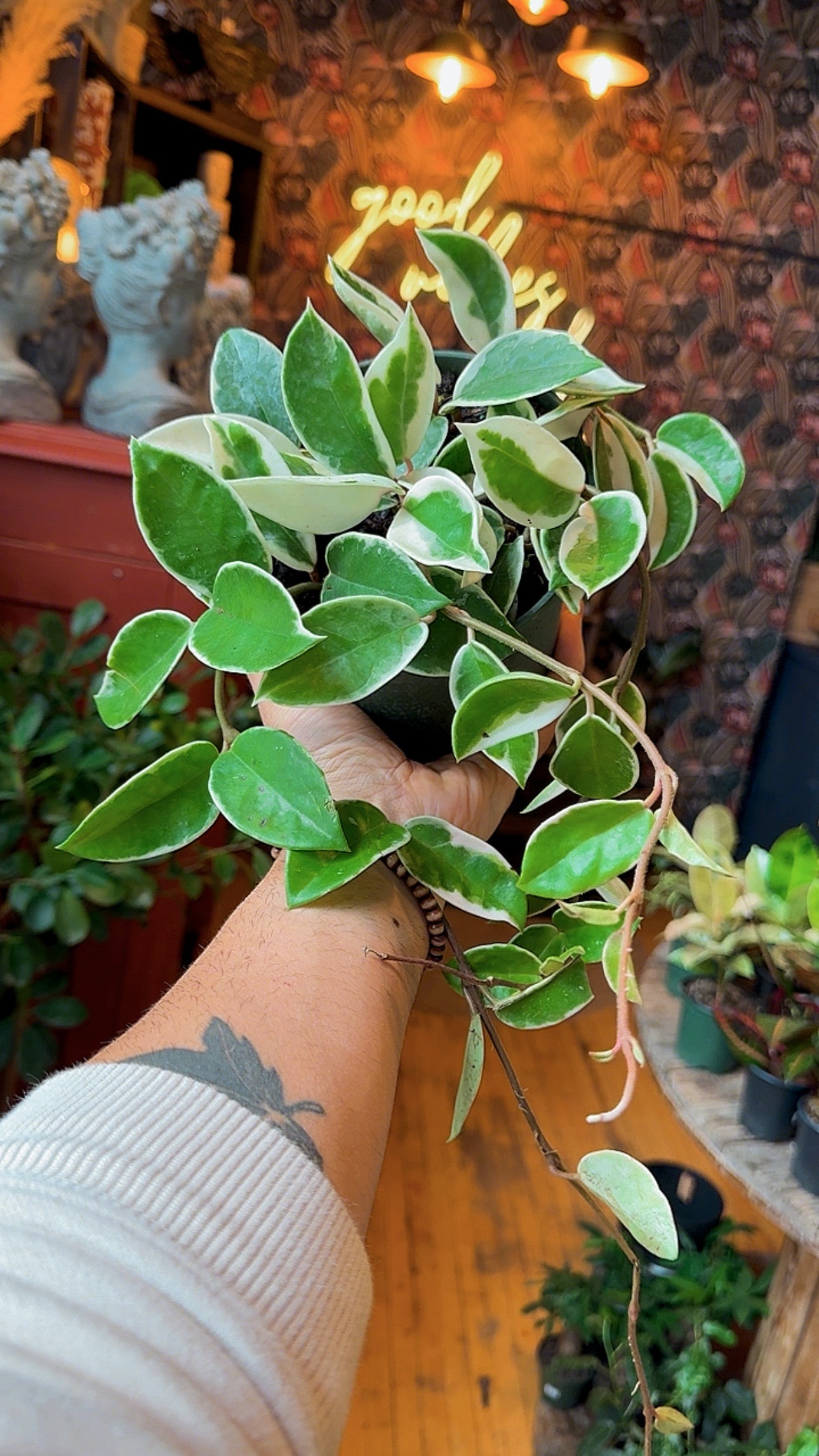 6” Krimson Queen Hoya