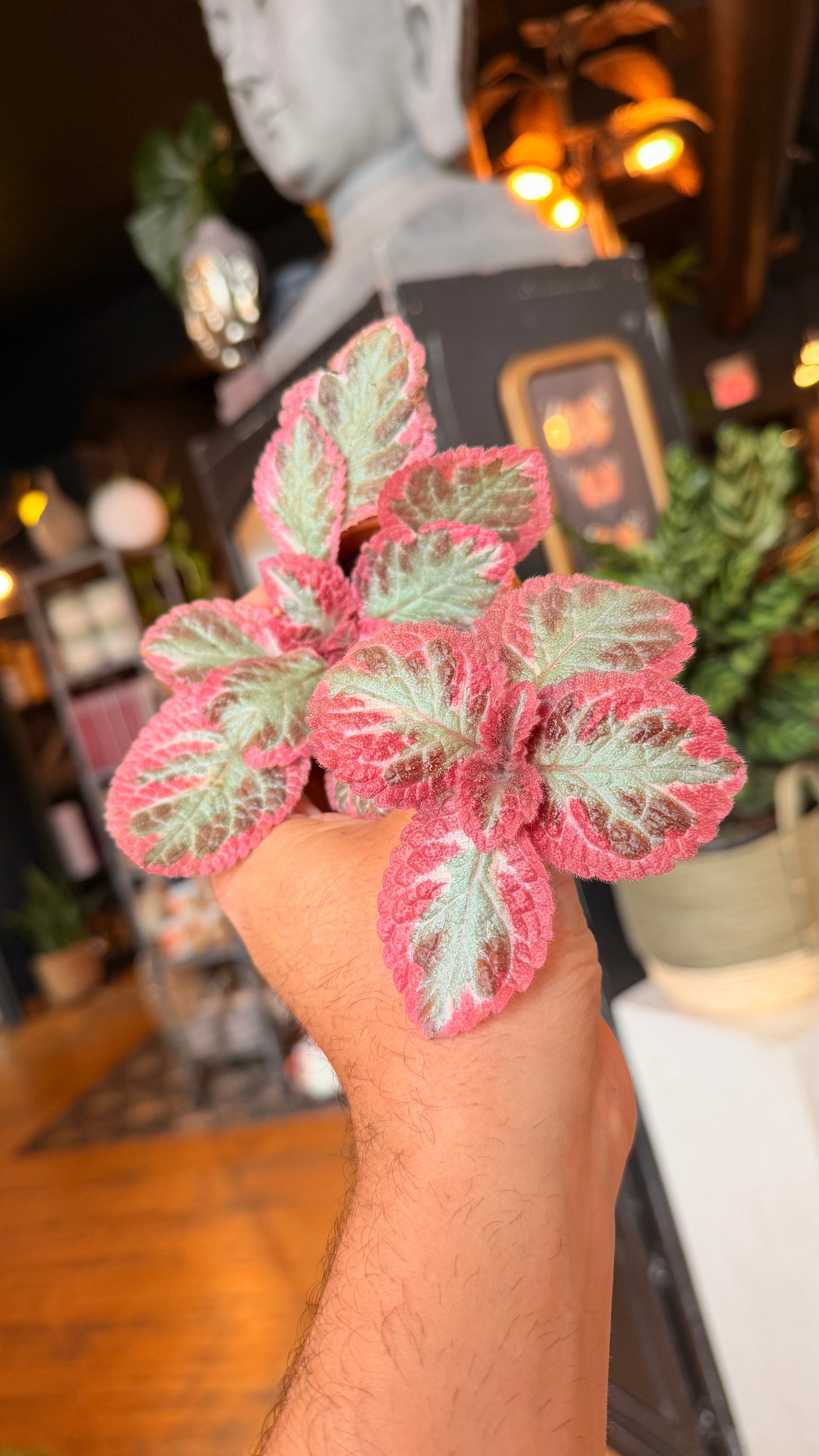 2.5” Episcia Flame Violets In Terracotta Pot