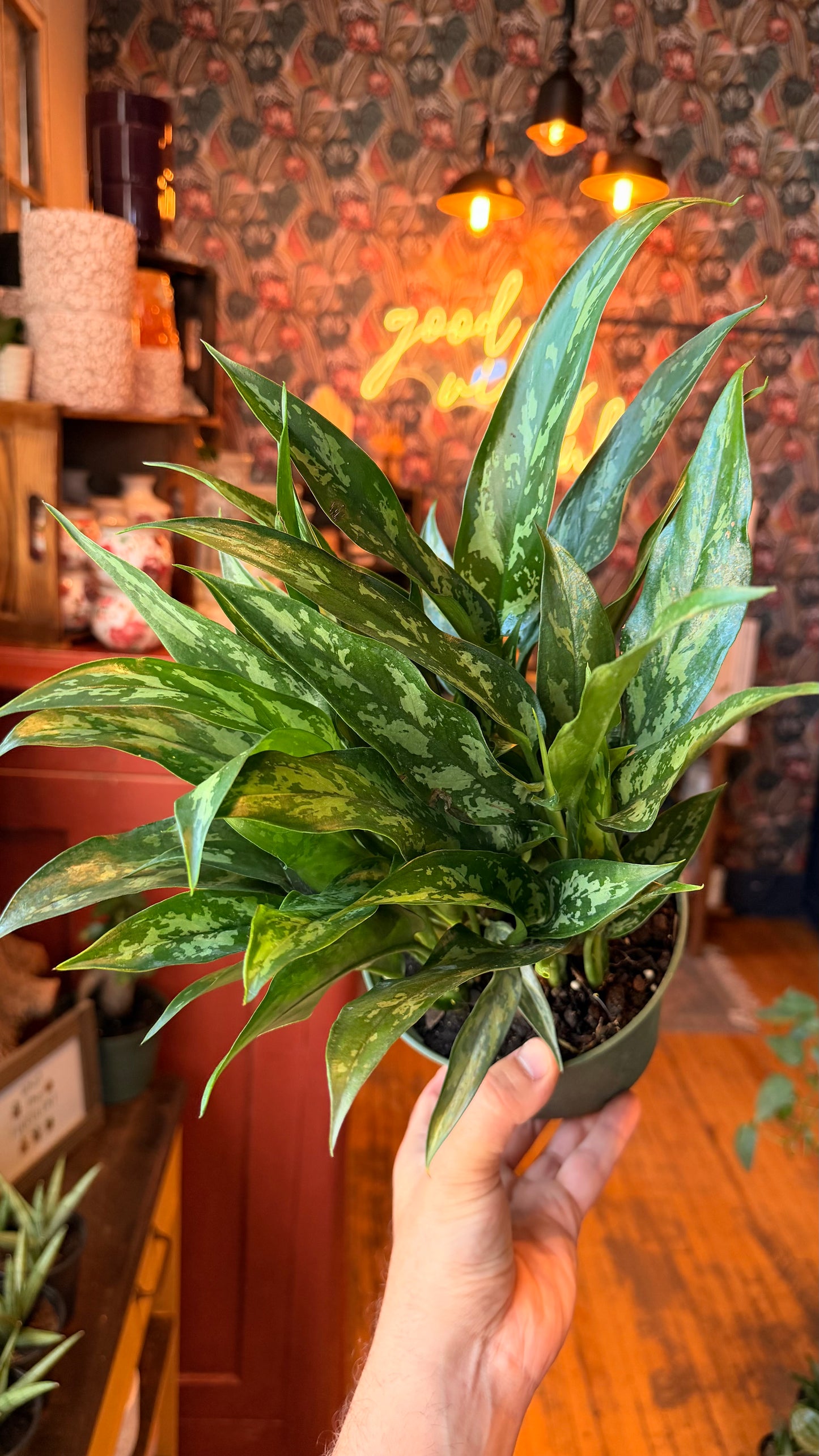 6” Cutlass Aglaonema