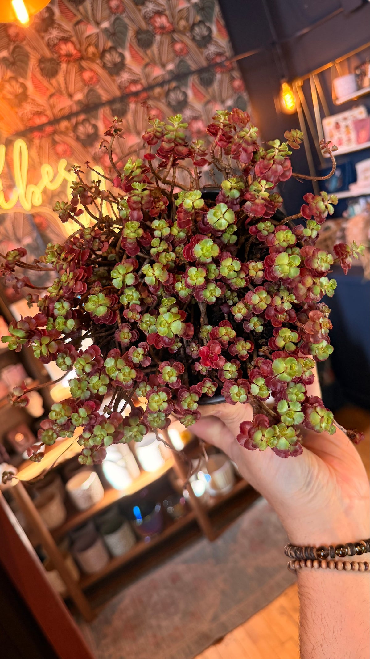 6” Ruby Red Sedum Succulent