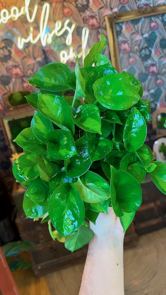 6” Global Green Pothos