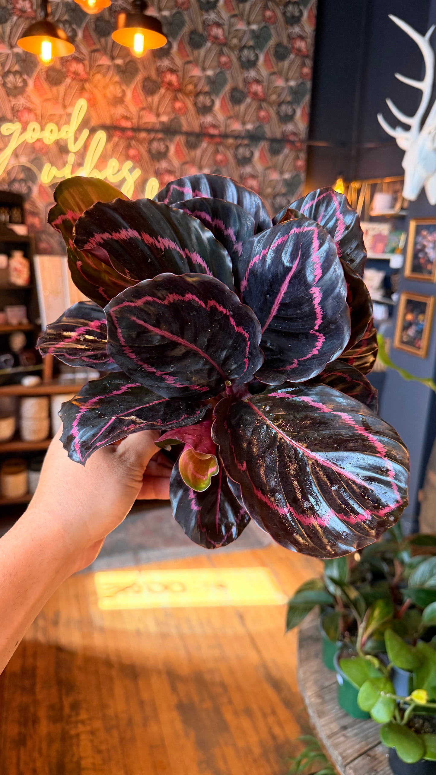 6” Dottie Calathea