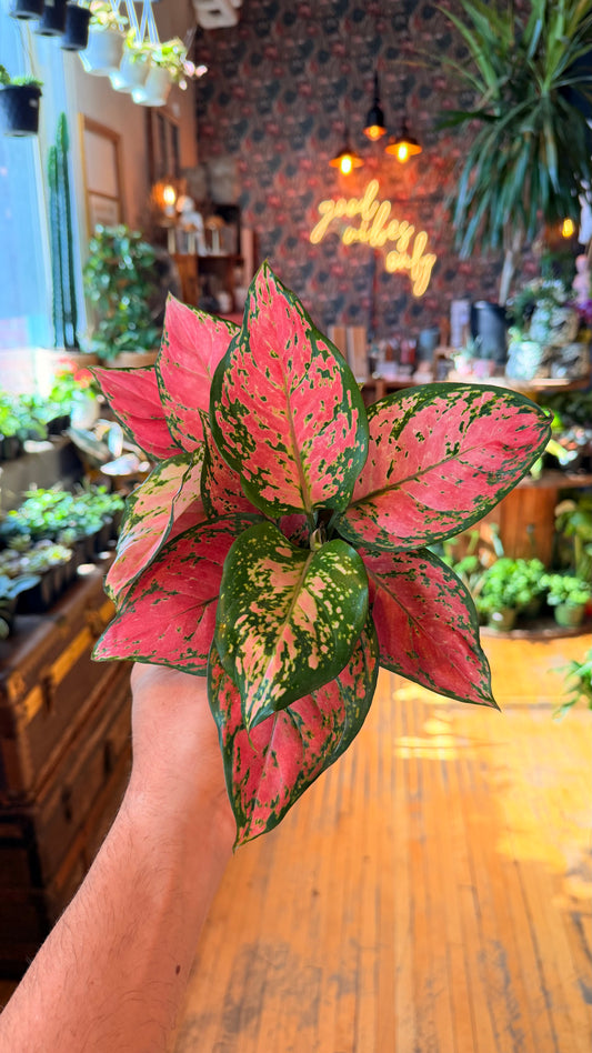 6” Very Red Aglaonema