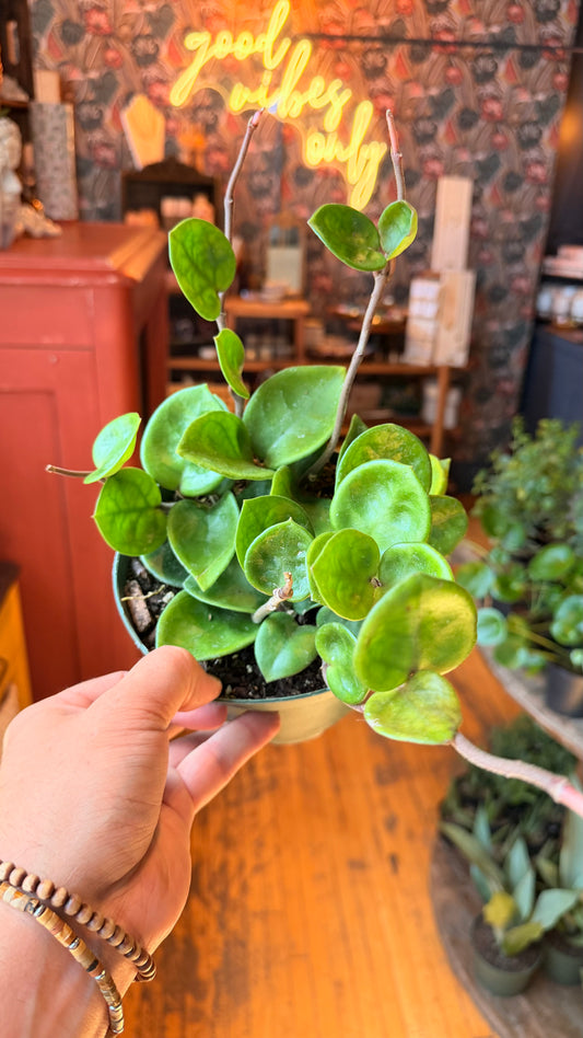 6” Hoya Chelsea
