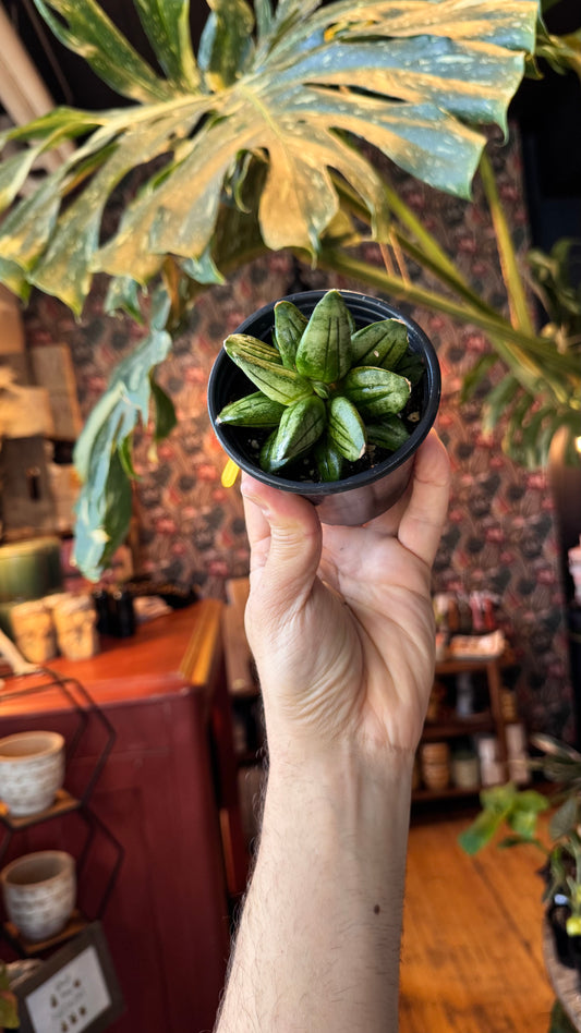 4” Pyramid Sansevieria