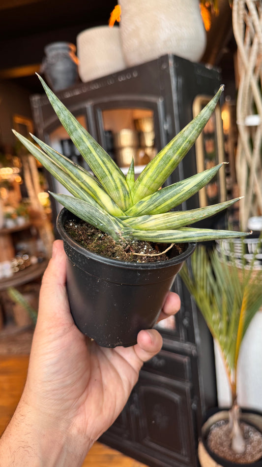4” Boncel Narrow Variegated Snake Plant