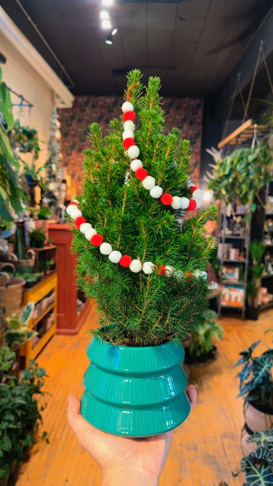 5” Whimsy Christmas Combo