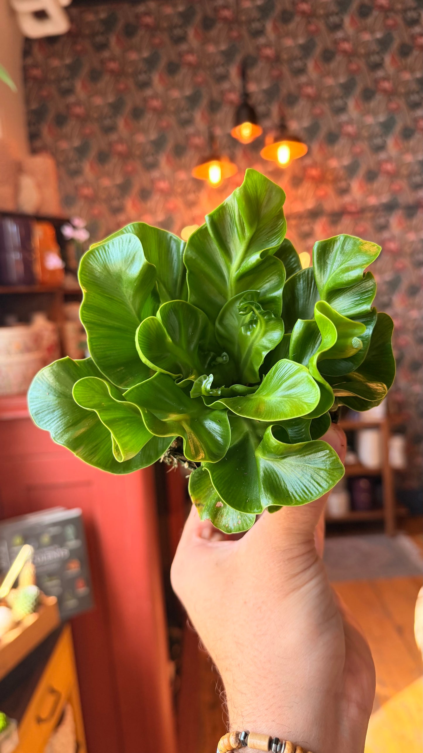 4” Cobra Fern