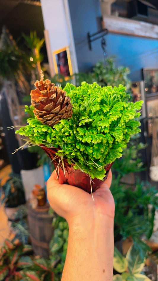 4” Frosty Fern Combo