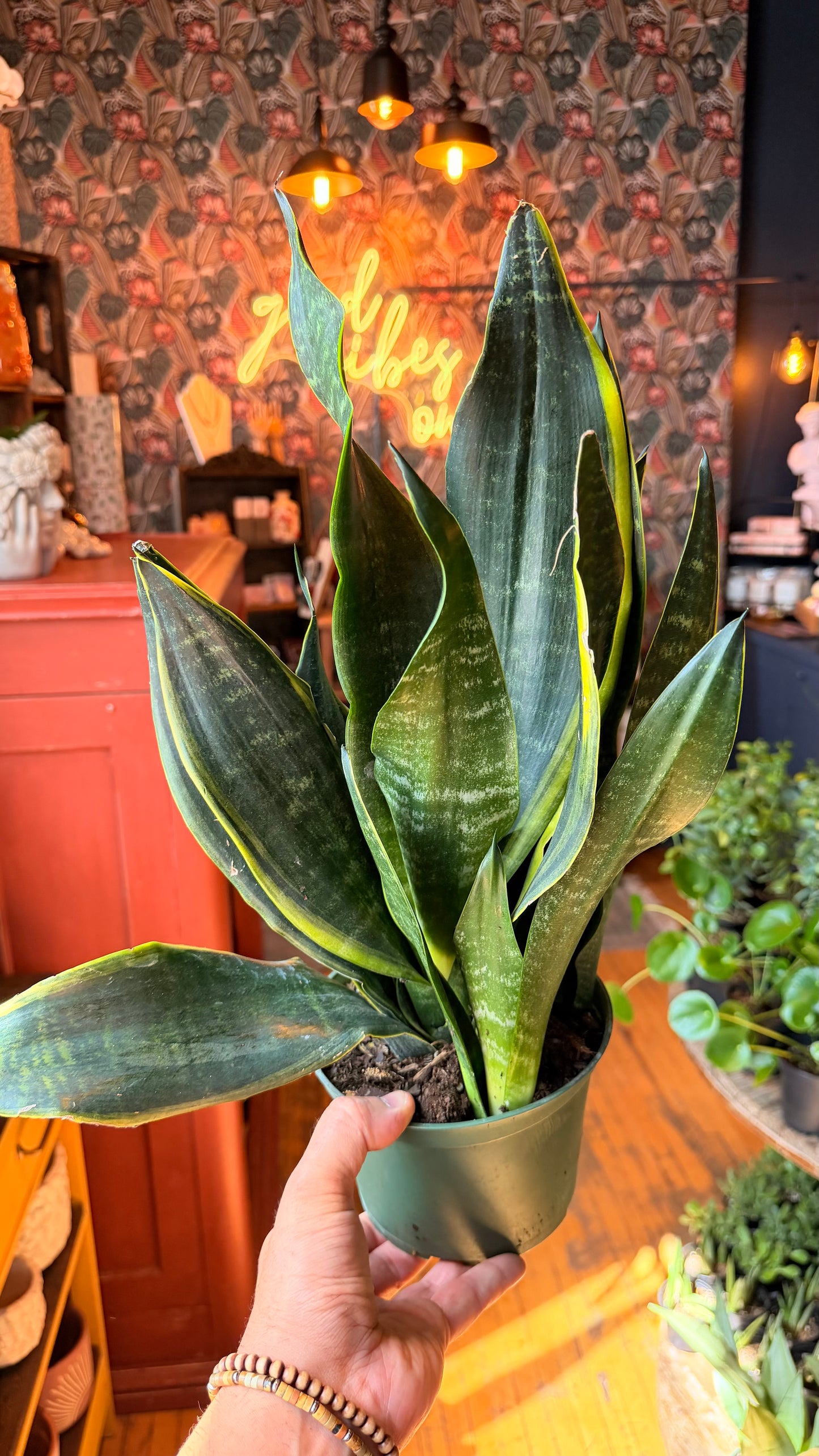 6” ‘Tyler’ Snake Plant