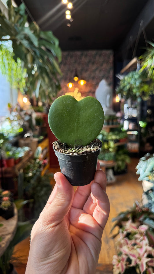 2.5” Sweetheart Hoya