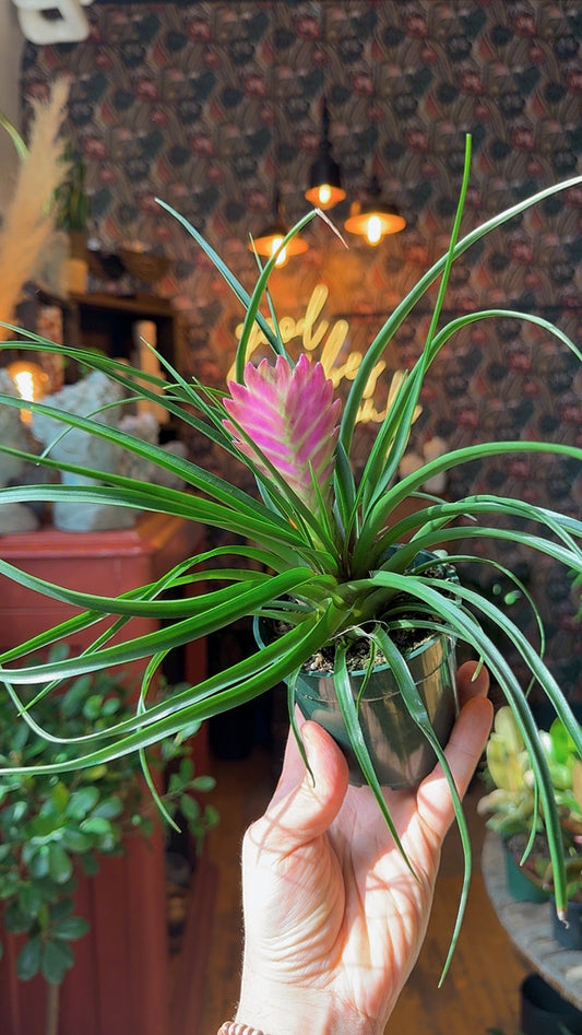 4” Cyanea Tillandsia