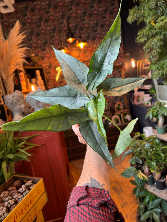 6” Alocasia Dragon’s Breathe