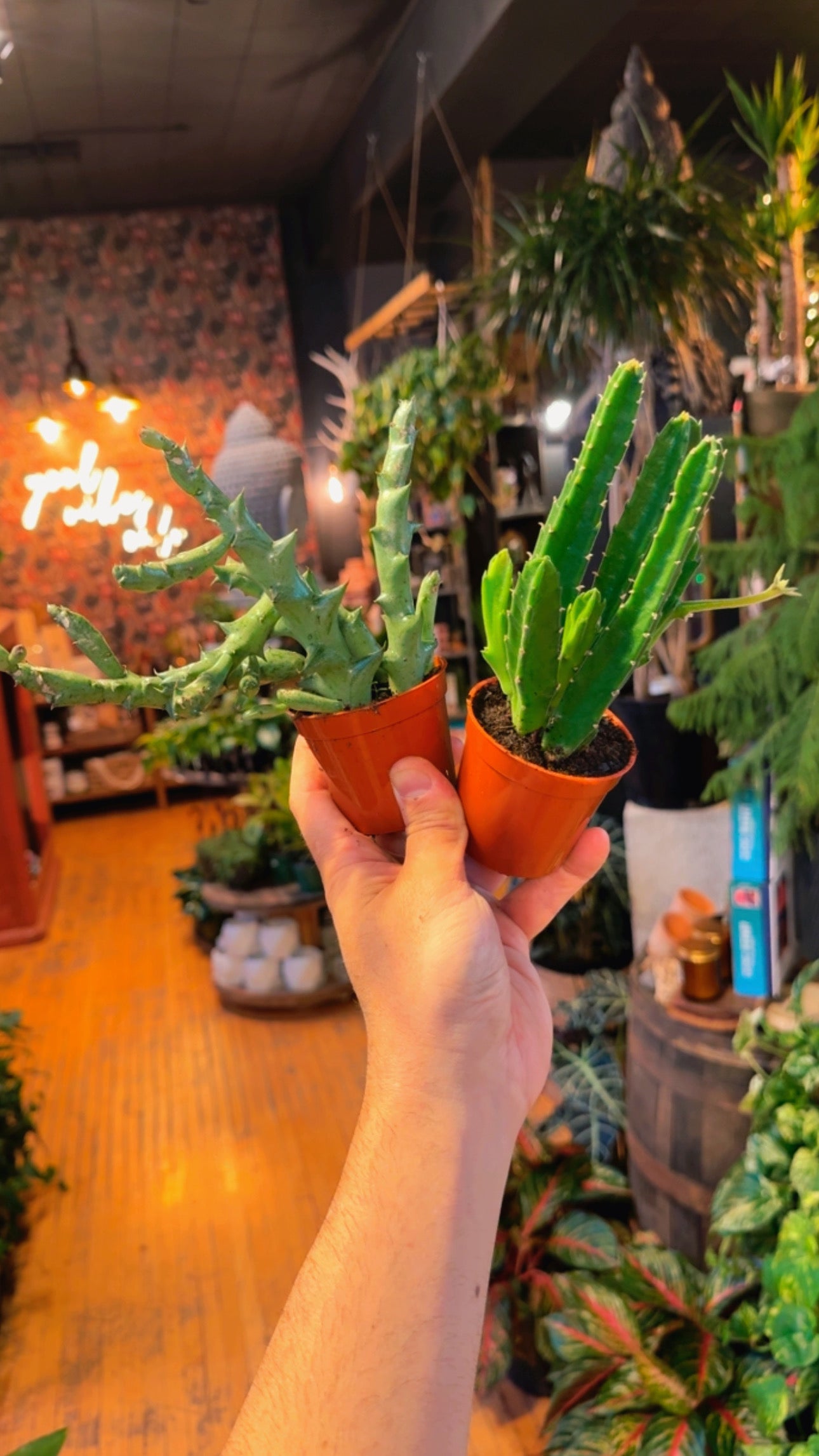 3” Stapelia Assorted