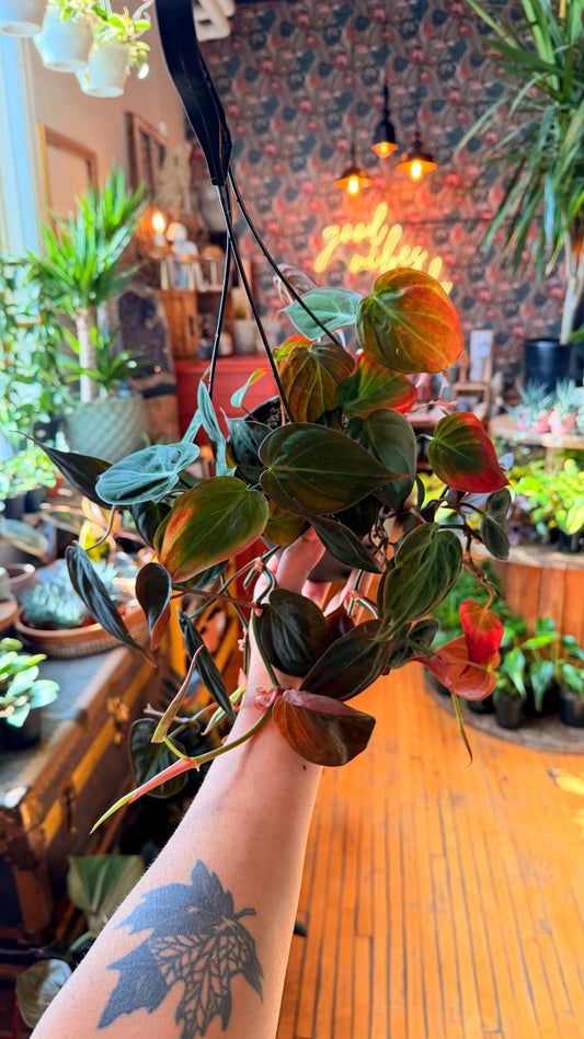 6” Philodendron Micans