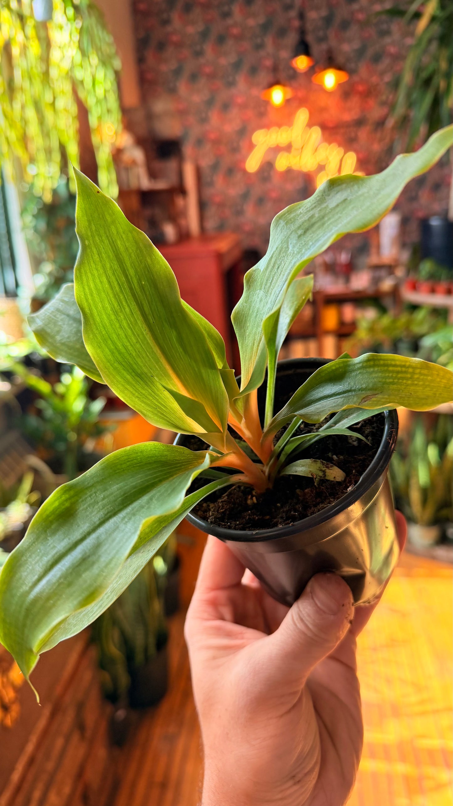 4” Mandarin Spider Plant