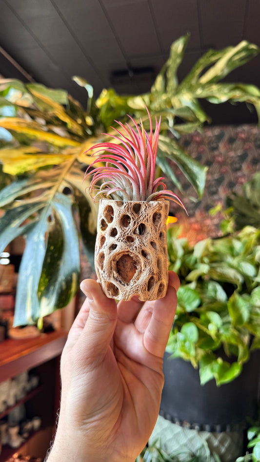 Cholla Wood Small - Airplant Holder