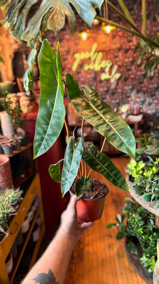 6” Billietiae Philodendron