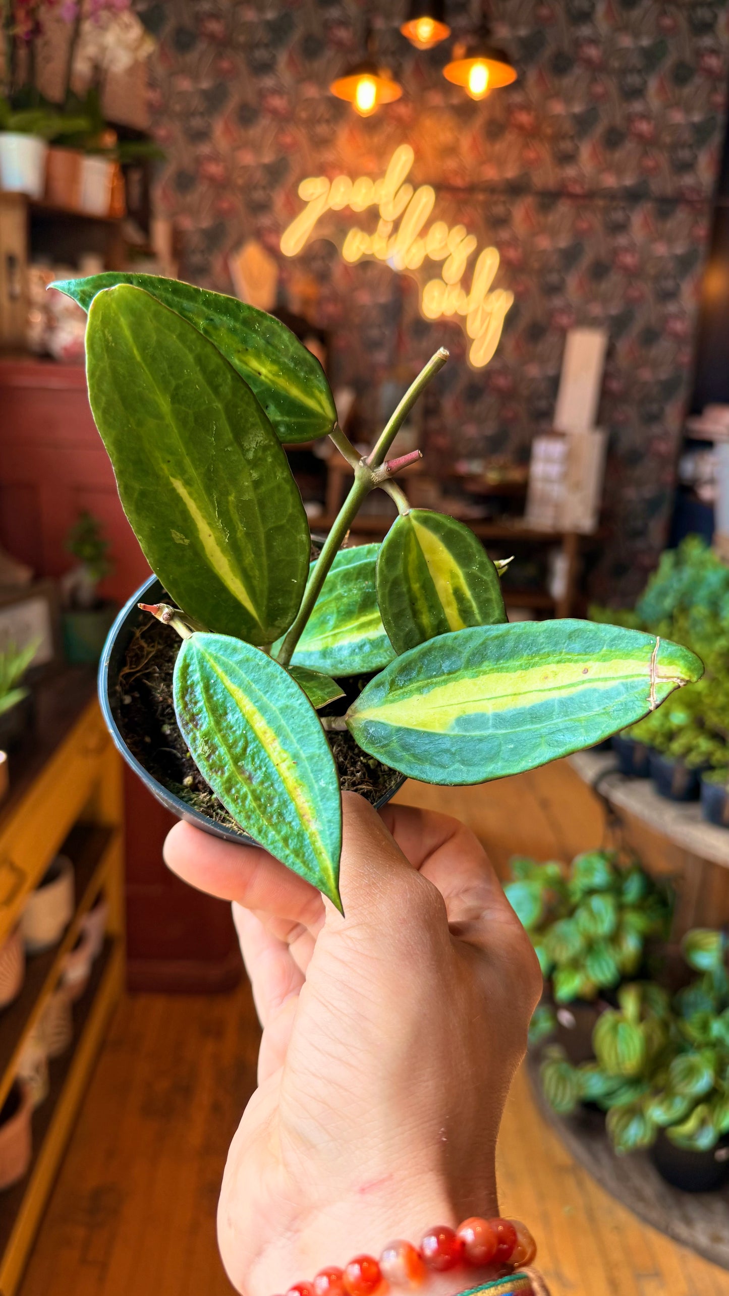 4” Hoya Pot of Gold