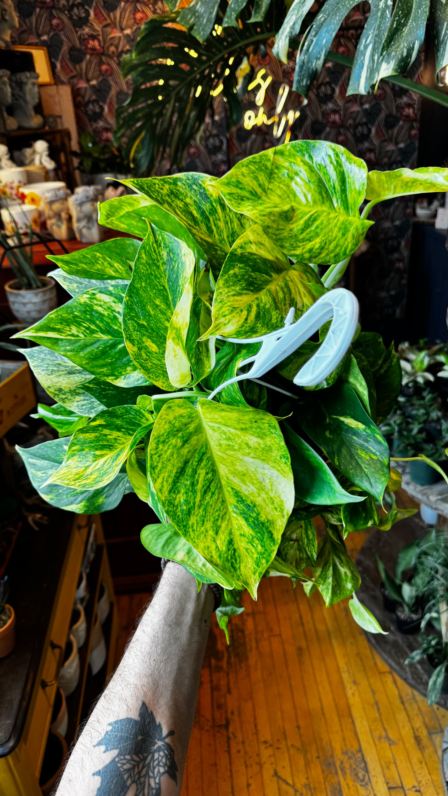 8” Hawaiian Pothos