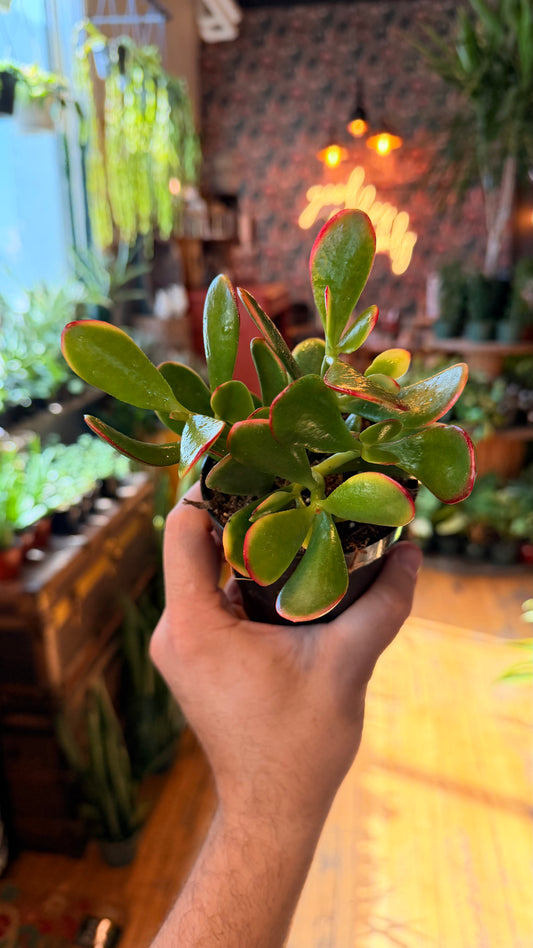 4” Crassula Ovata Sunset Jade