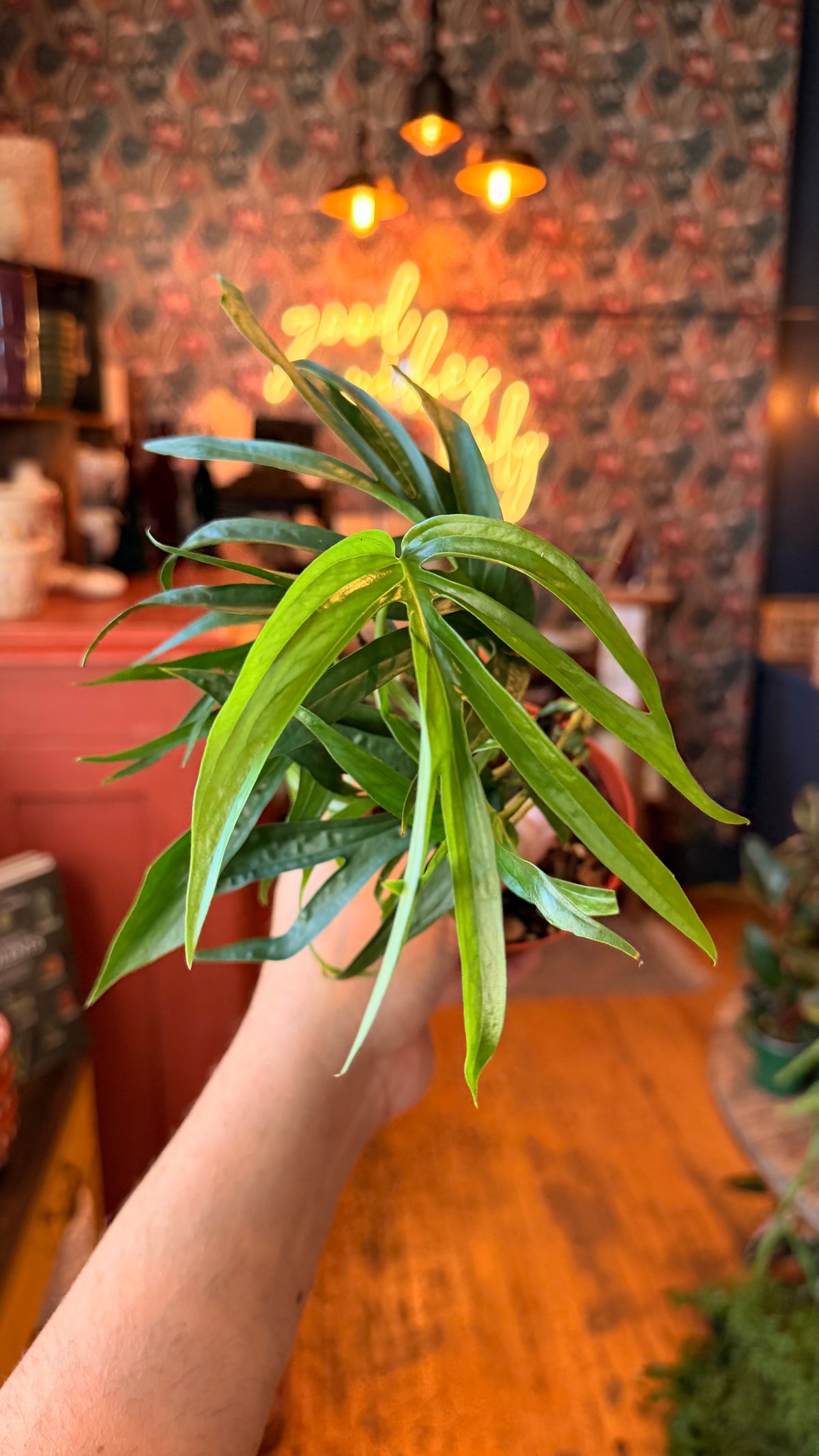 4” Amydrium Zippelianum