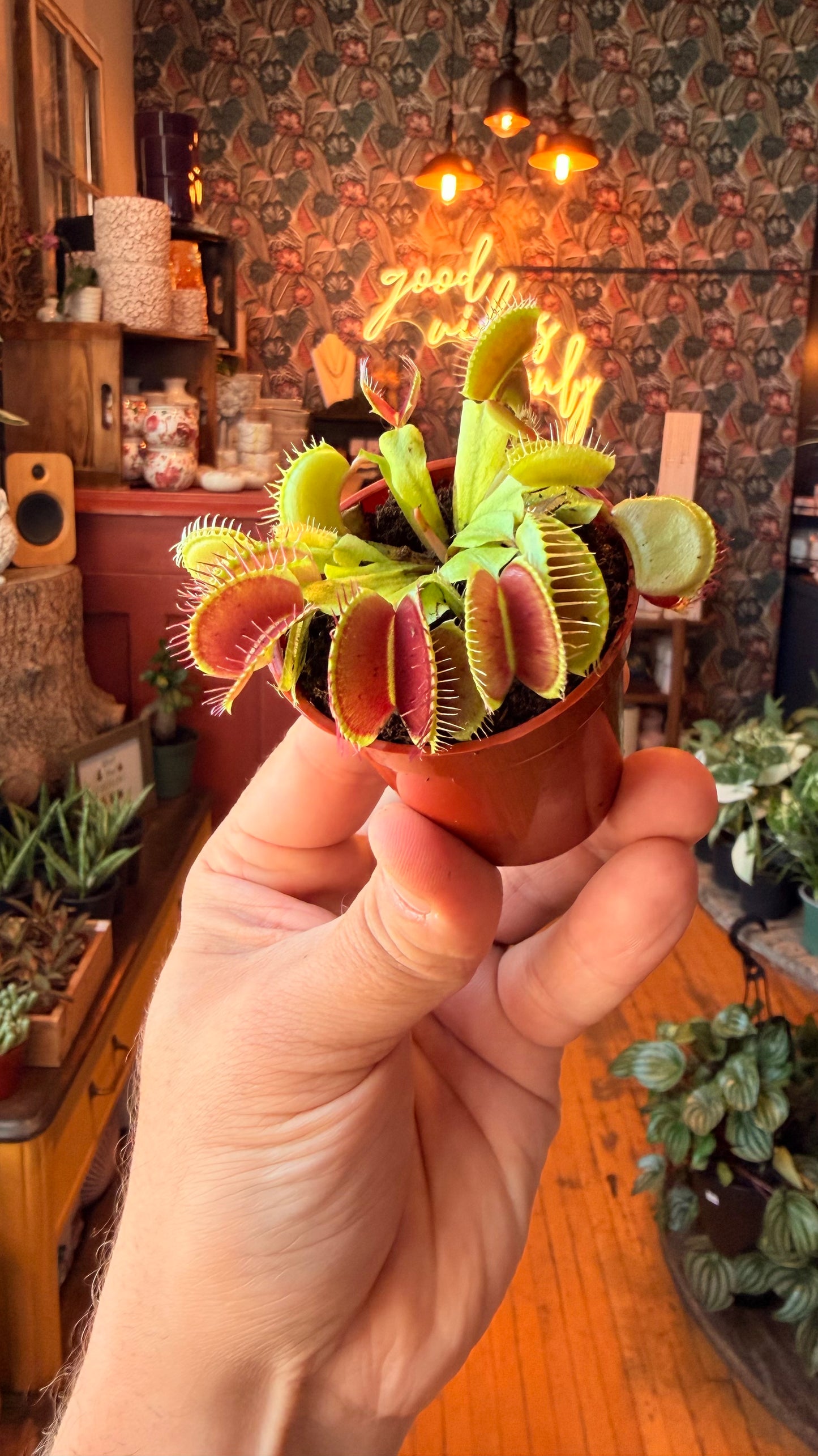 2.5” Venus Fly Trap