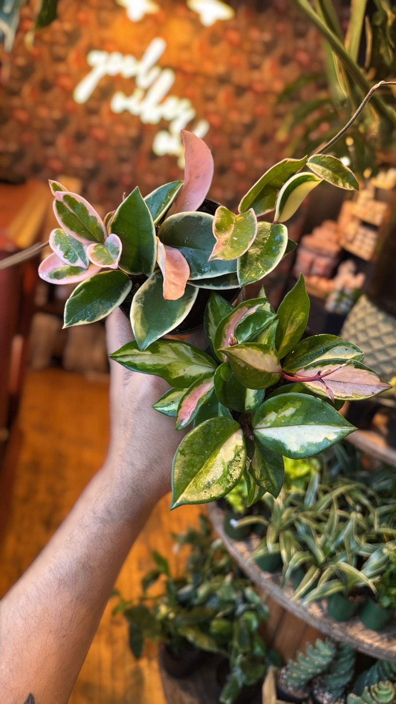 4” Krimson Queen Hoya
