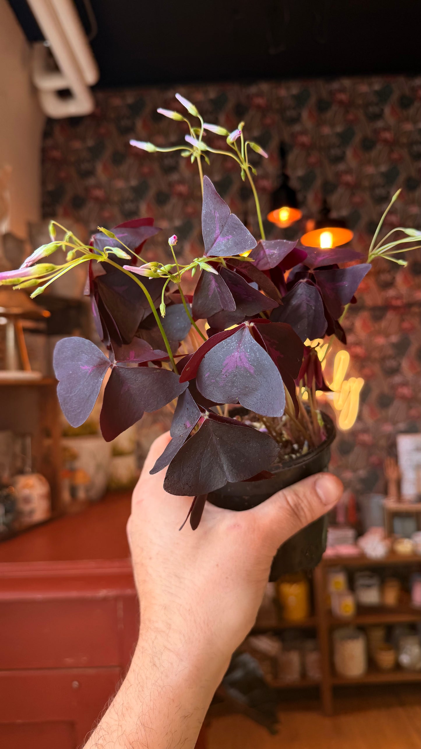 4” Purple Oxalis