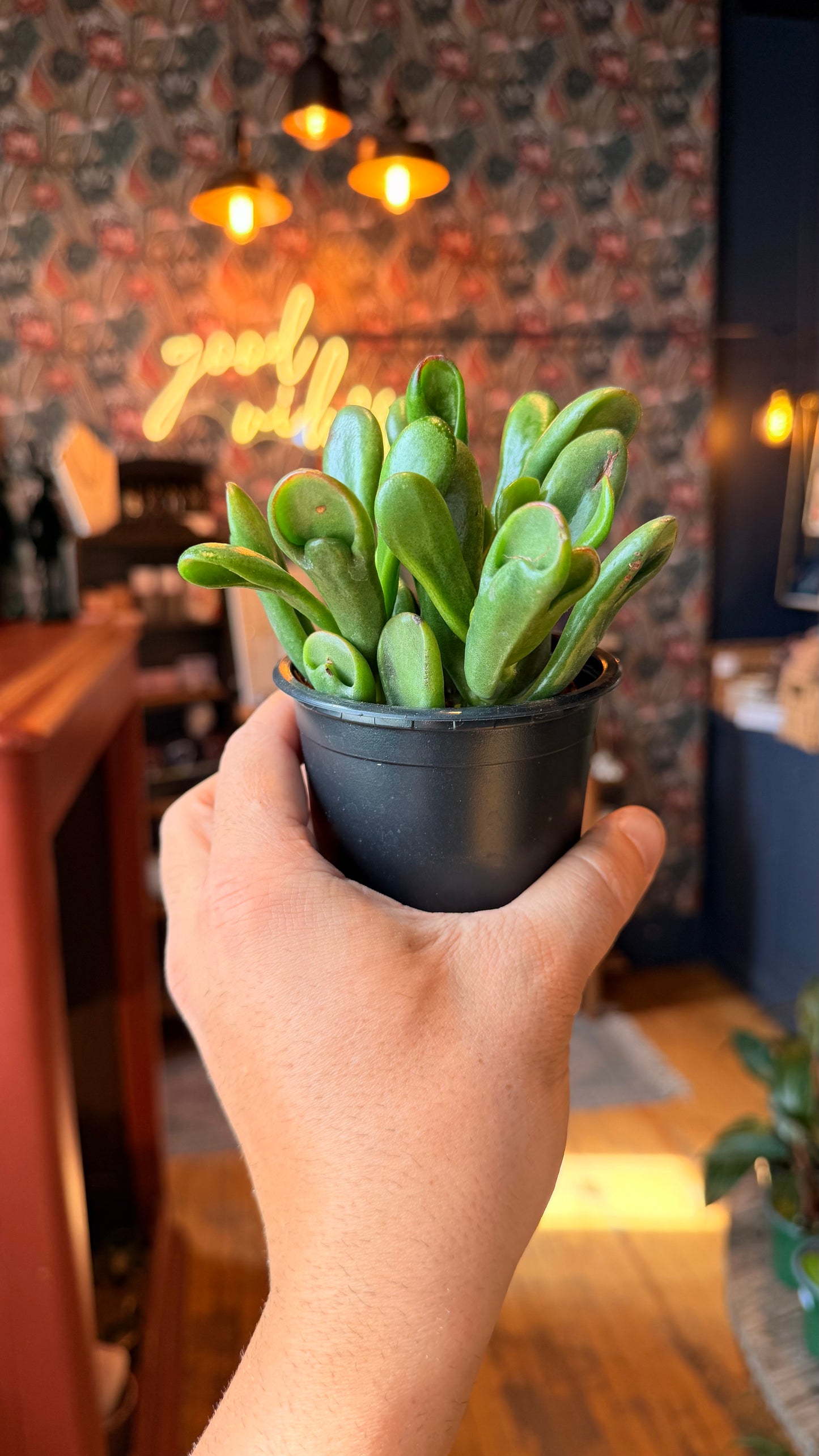 3.5” Horntree Jade Plant