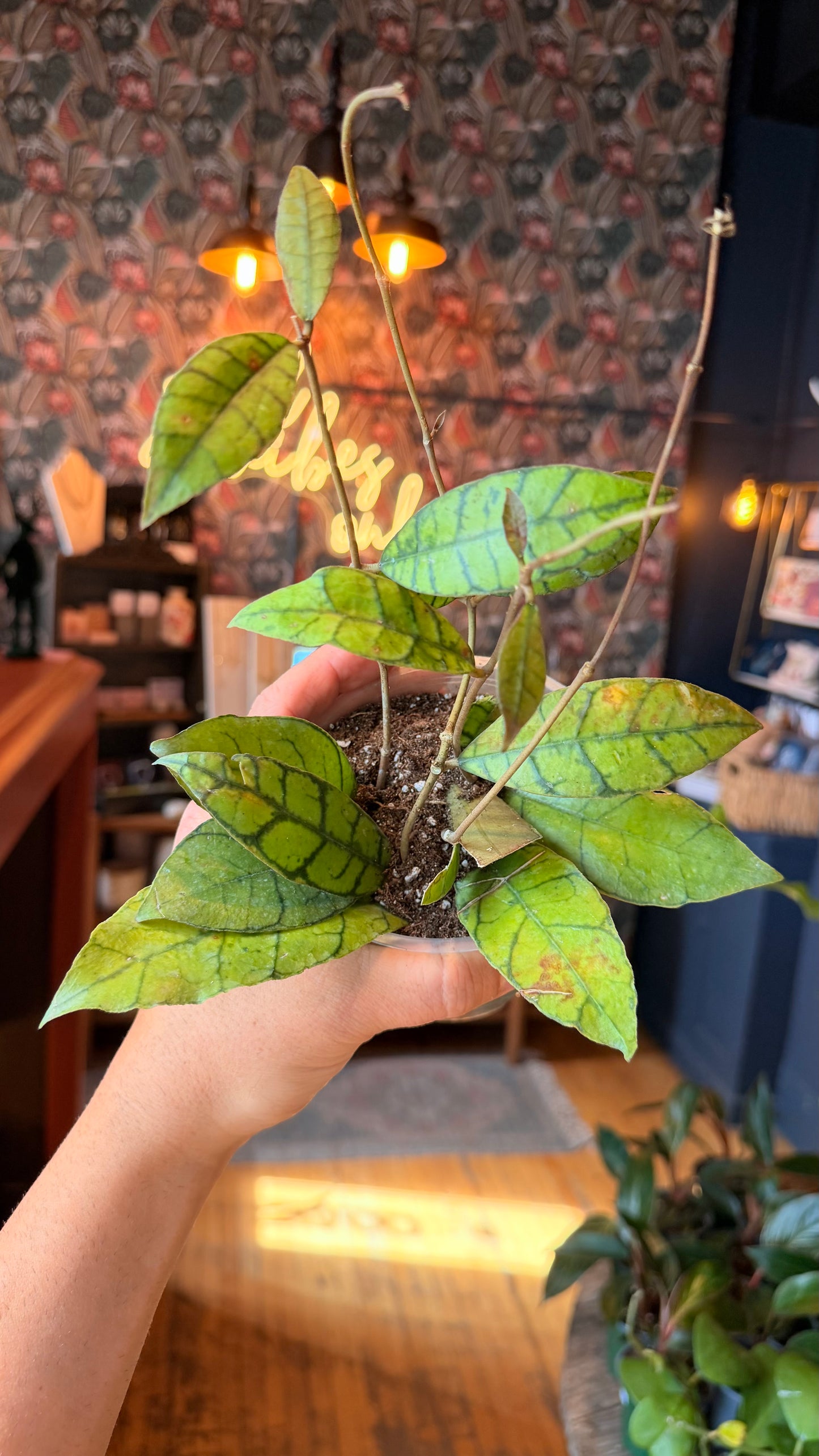 4” Hoya Callistophylla