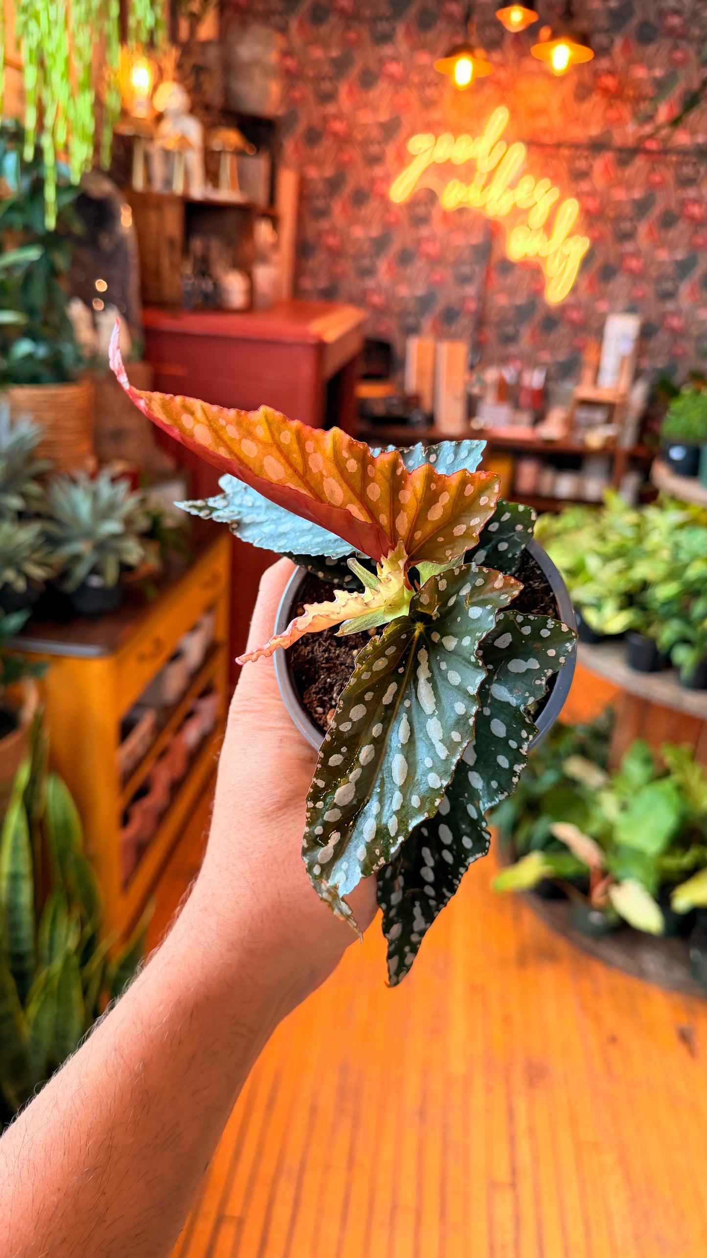 4” Begonia Maculata