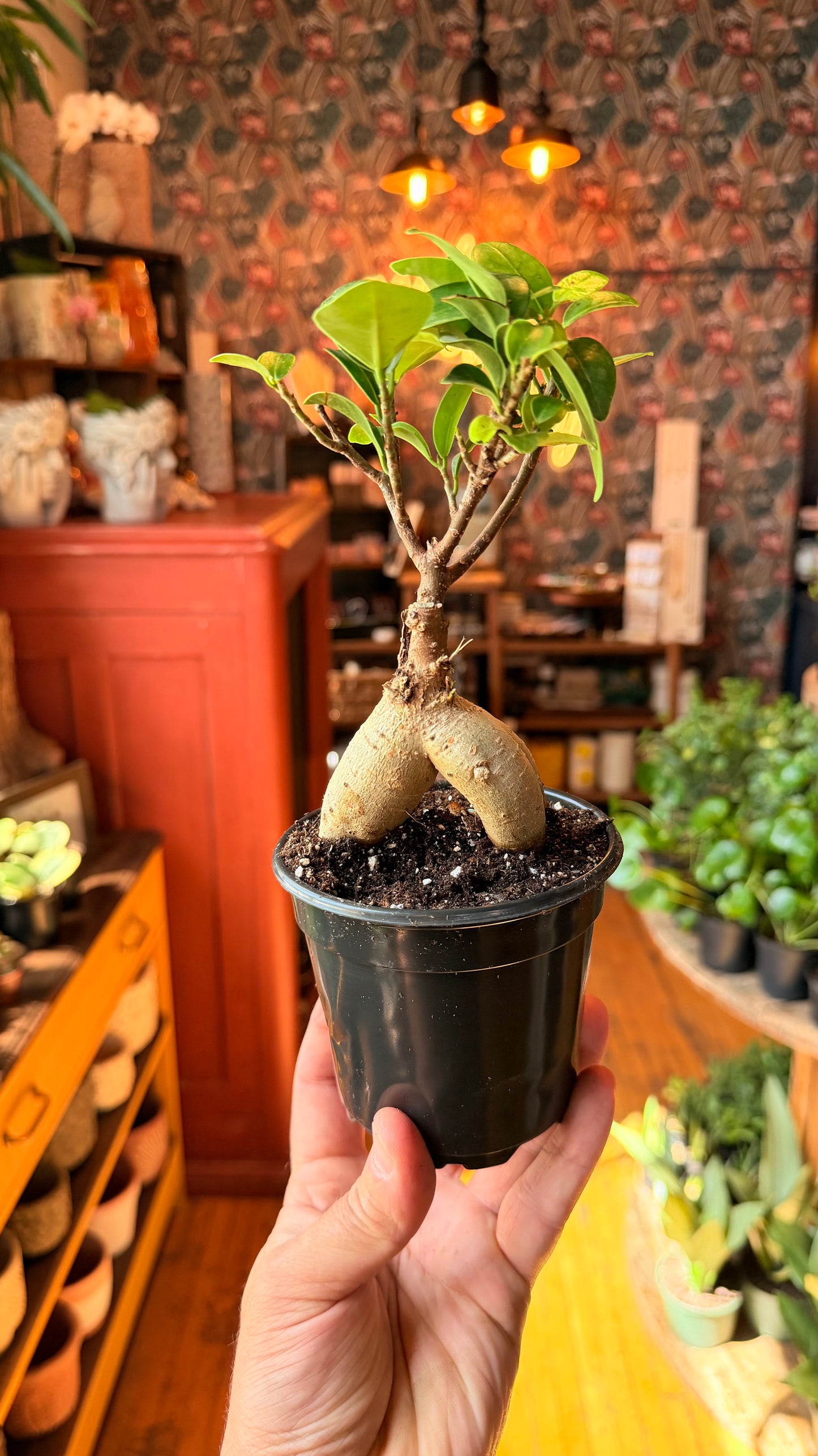 4” Ginseng Bonsai