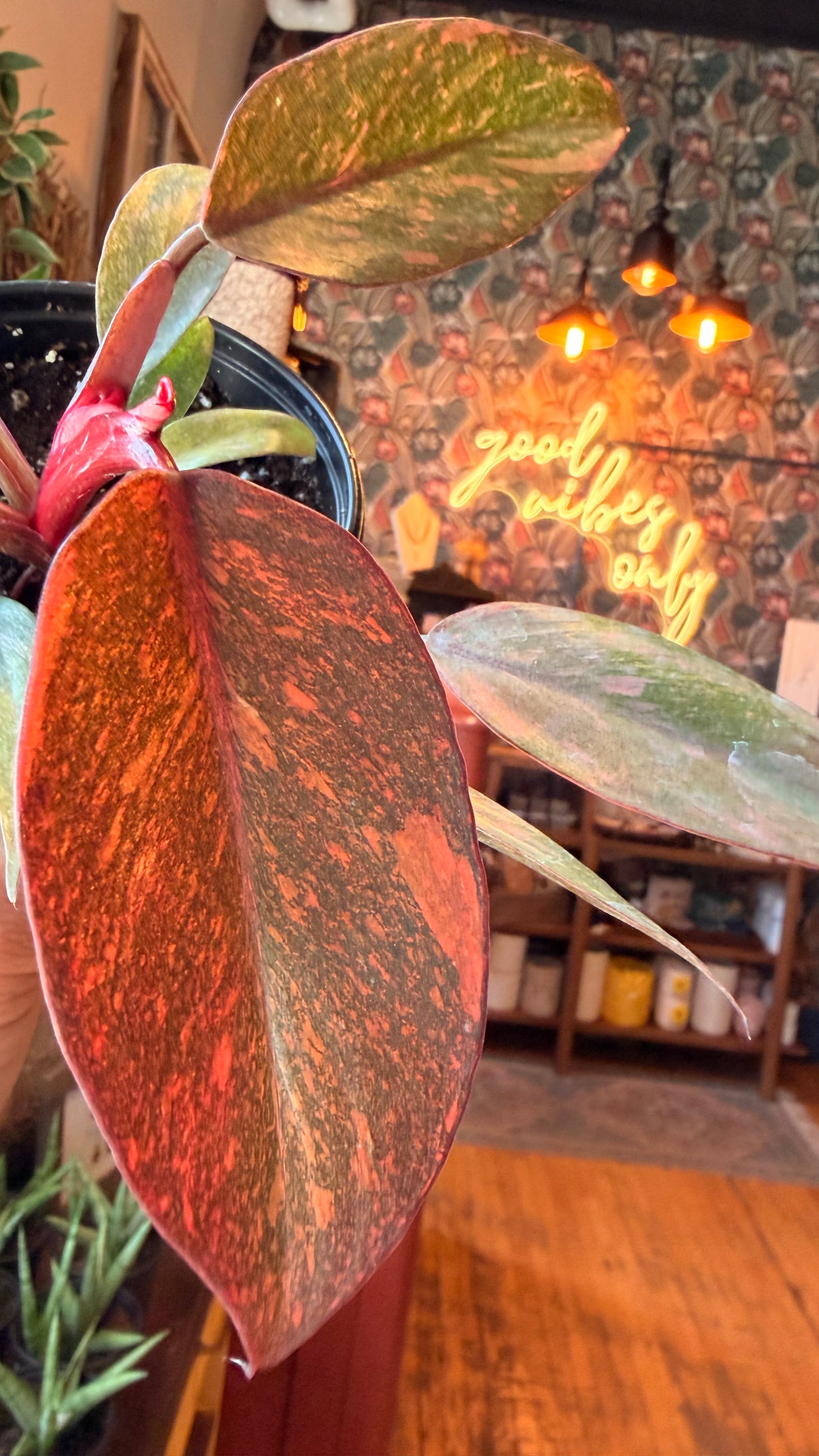 4” Orange Princess Philodendron