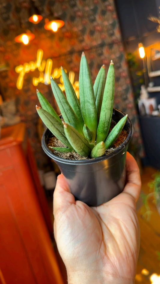 4” Hedgehog Snake Plant