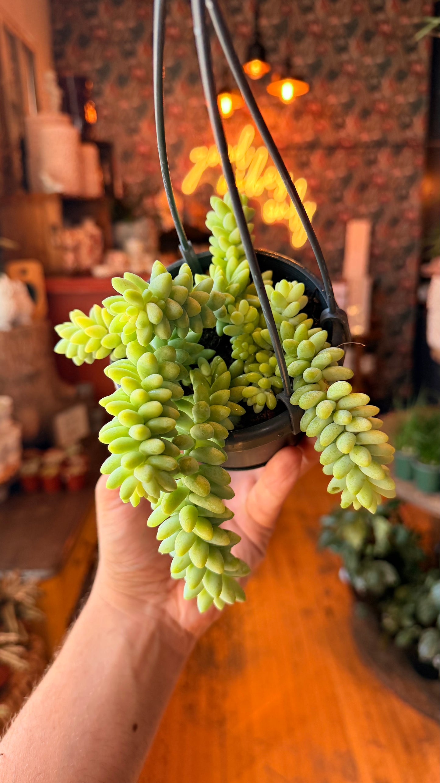 4.5” Burro’s Tail Succulent