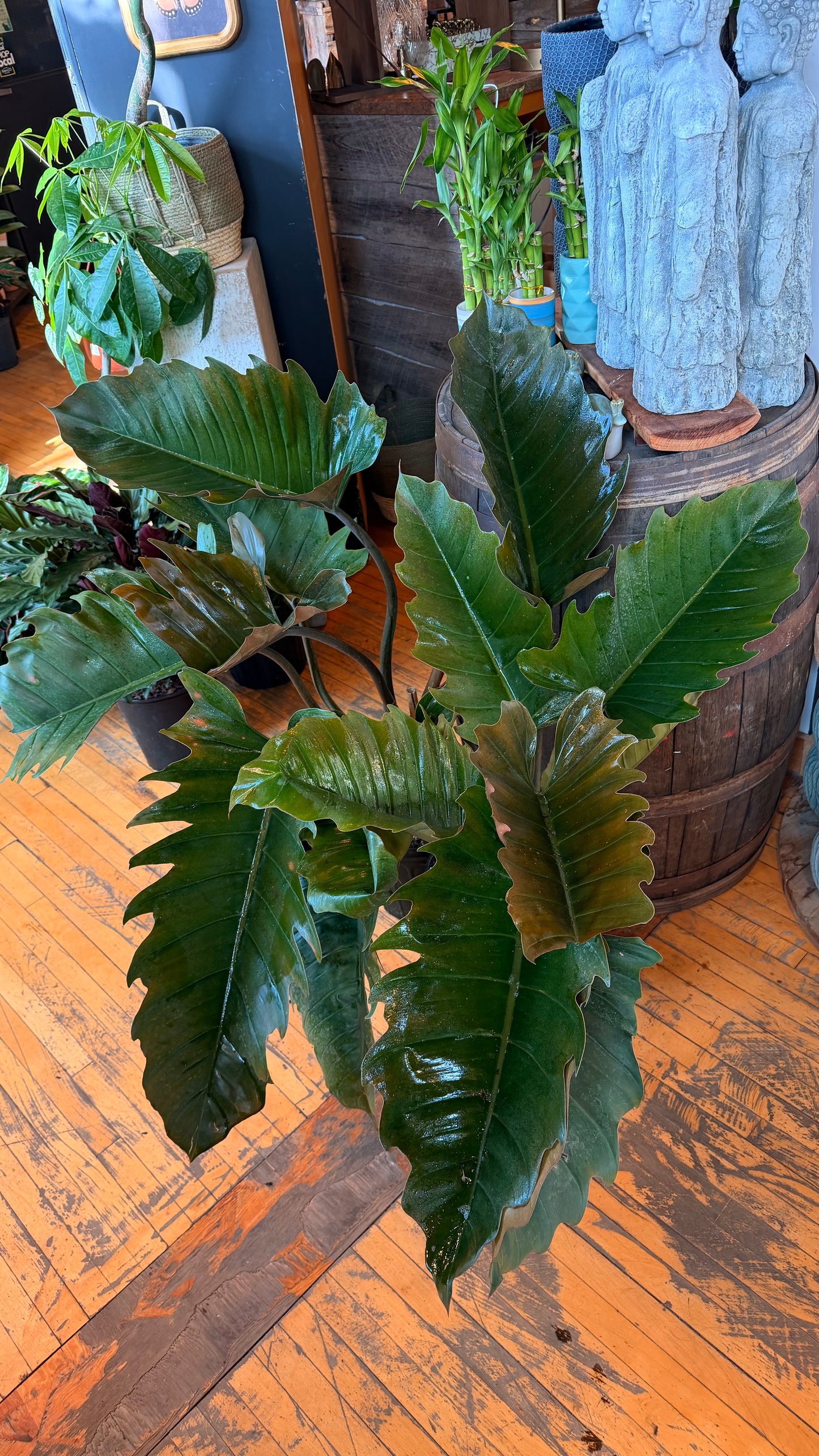 10” Chocolate Empress Philodendron