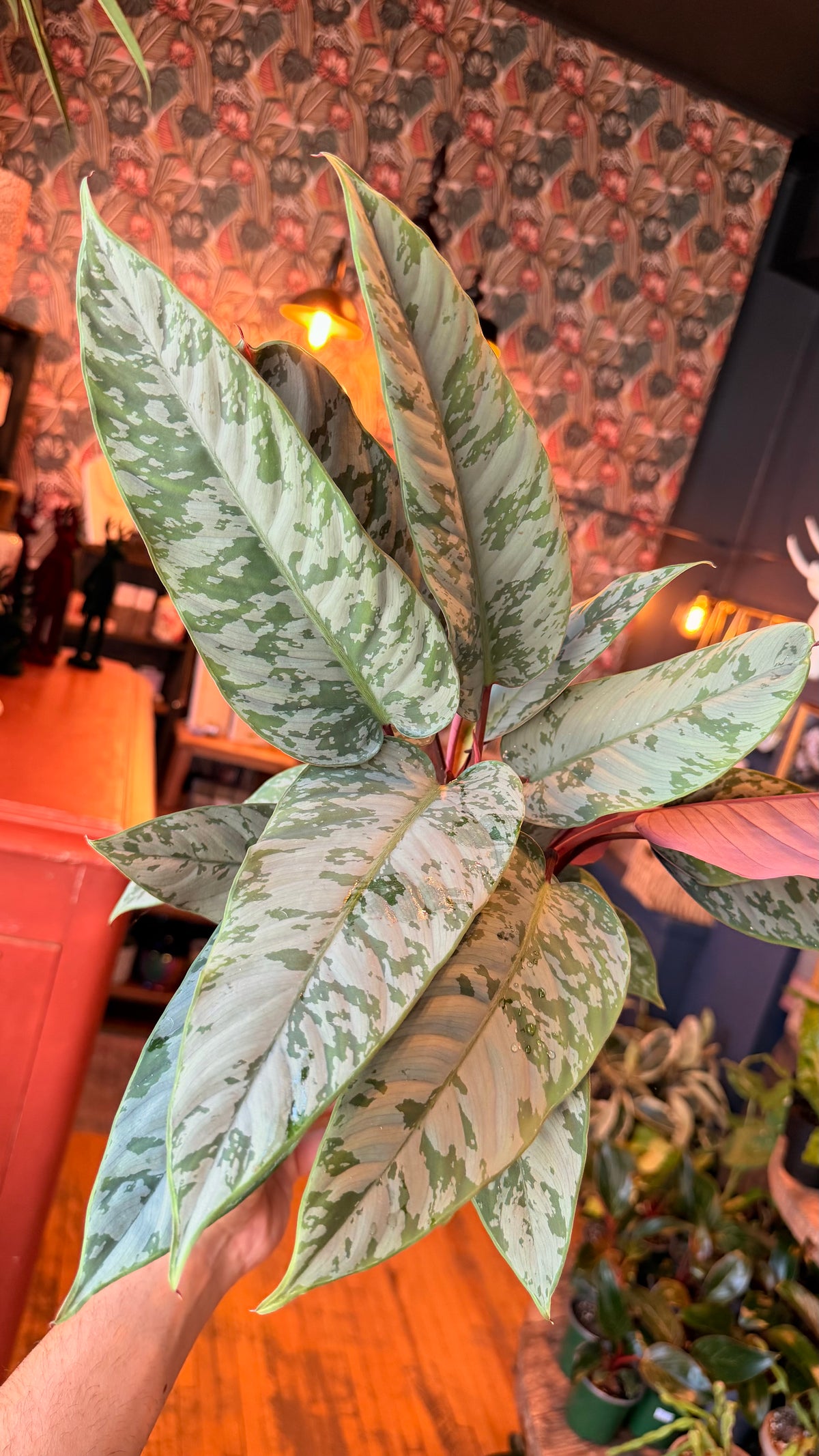 6” Apoballis ‘Purple Sword’