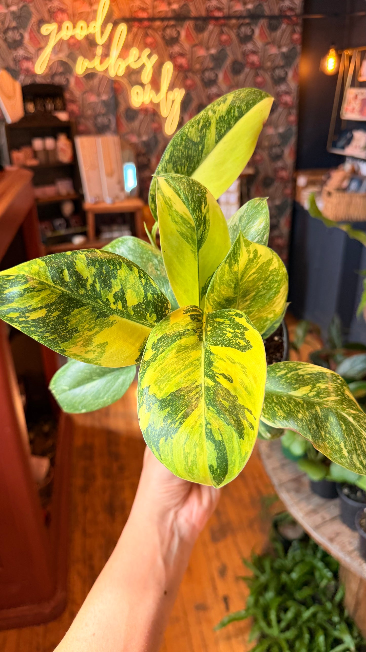 6” Philodendron Green Congo Nuclear